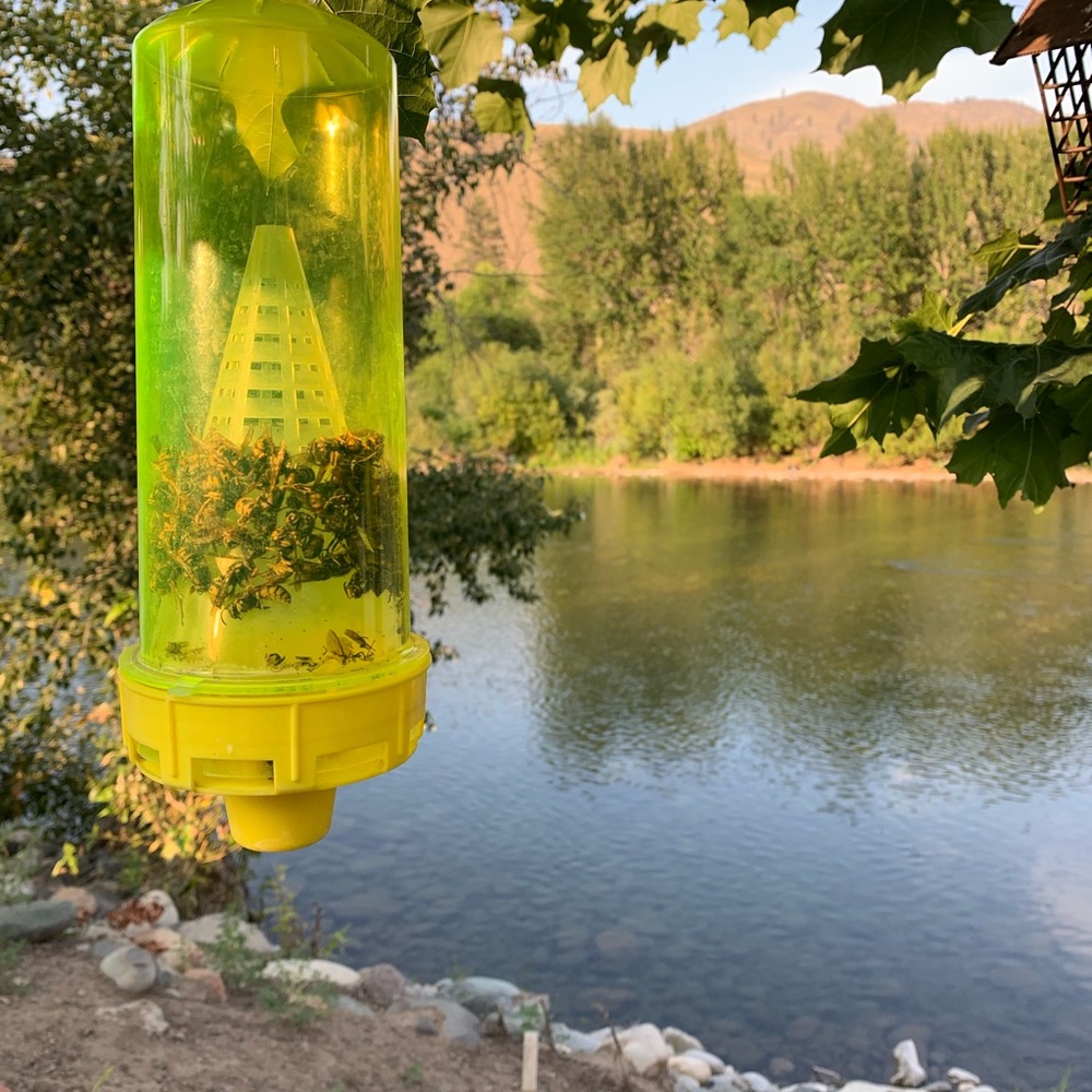 Meet your Posher, Bella